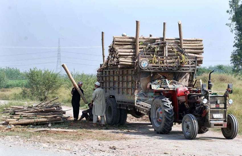 پشاور: مزدور ٹریکٹر ٹرالی پر پاپولر کی لکڑی لوڈ کررہا ہے۔