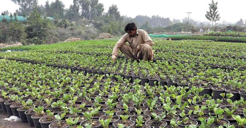 اسلام آباد: مزدور نرسری میں پودوں کی دیکھ بھال کررہا ہے۔
