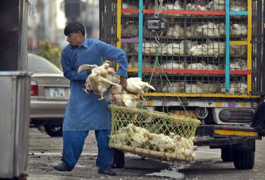 راولپنڈی:دکاندار ڈلیوری وین سے مرغیاں اتار رہا ہے۔