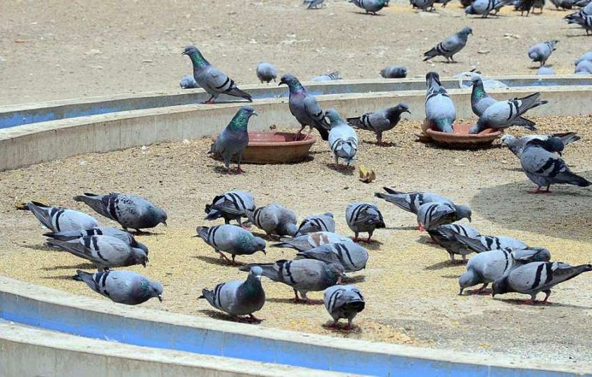 حیدر آباد: کبوتر دانہ دنکا چن رہے ہیں۔