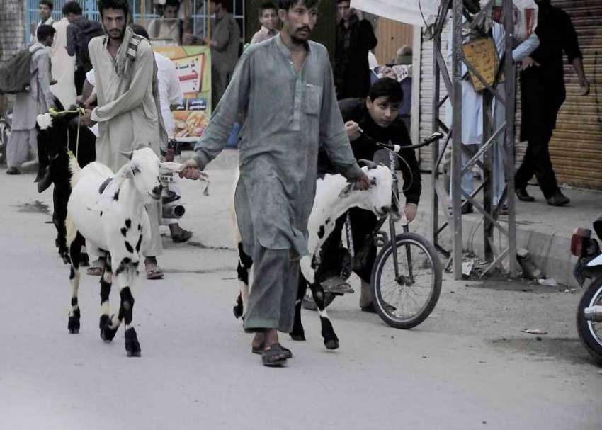 اسلام آباد: ایک بیوپاری گلی گلی گھوم کر قربانی کے جانور فروخت ..