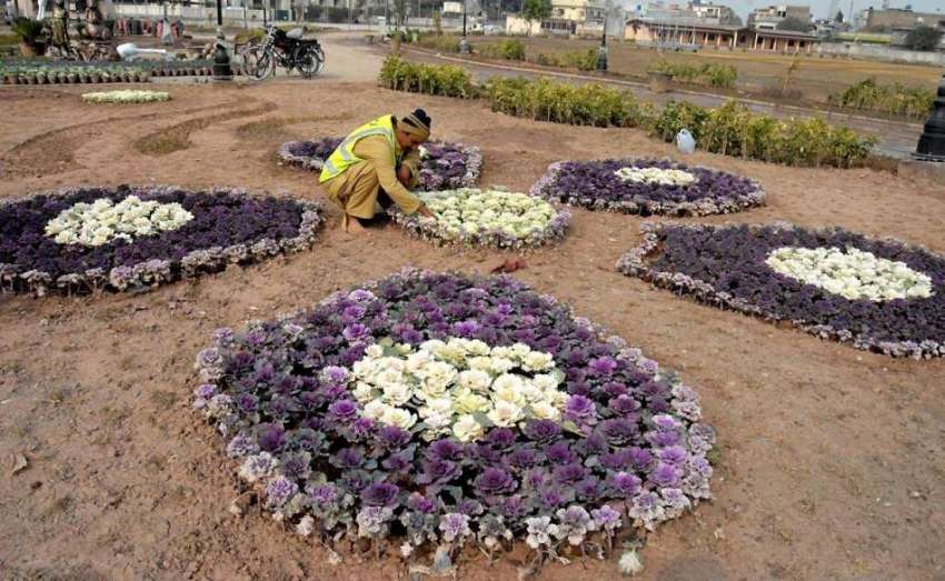 راولپنڈی: پی ایچ اے کا ملازم پھولوں کی کیاری سجانے میں مصروف ..
