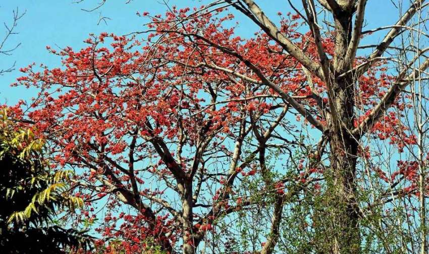 اسلام آباد: موسم بہار کی آمد پر درختوں پو کھلتی کونپلیں خوبصورت ..