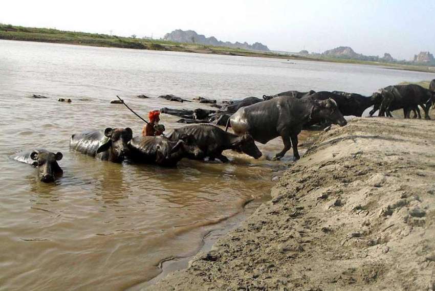 چنیوٹ: گرمی کی شدت کے باعث بھینسیں دریائے چناب سے نہا کر ..