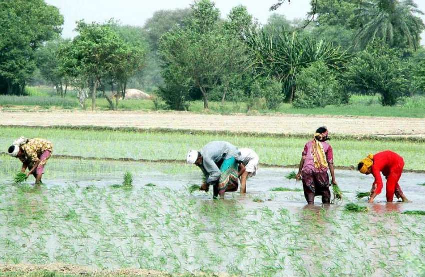 فیصل آباد: کسان مرد اور عورتی کھیت میں چاول کی کاشت میں مصروف ..