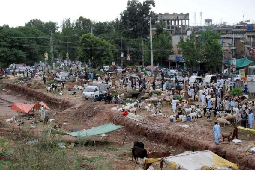 اسلام آباد:عیدالاضحی کی آمد کے موقع پر مویشی منڈی میں خریداروں ..
