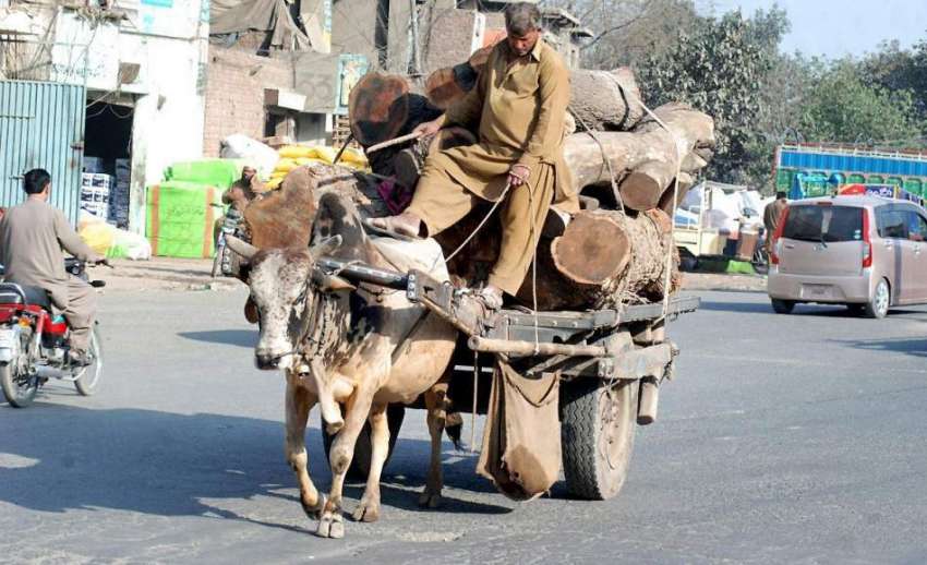 لاہور: ایک محنت کش بیل ریڑھی پر بھاری لکڑیاں لیکر جا رہا ..