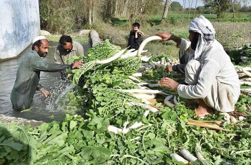 پشاور: کسان سبزی منڈی میں سپلائی کے لیے مولیاں دھو رہے ہیں۔
