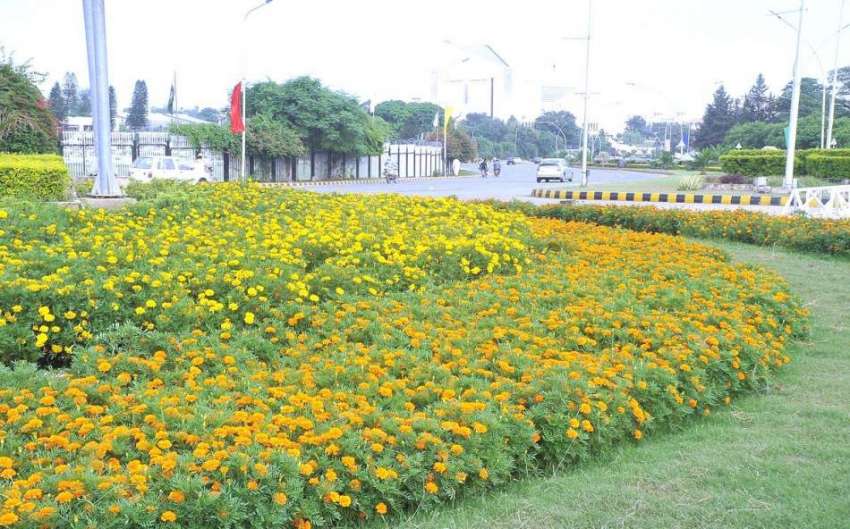 اسلام آباد: وفاقی دارالحکومت میں سڑک کنارے لگے موسمی پھول۔