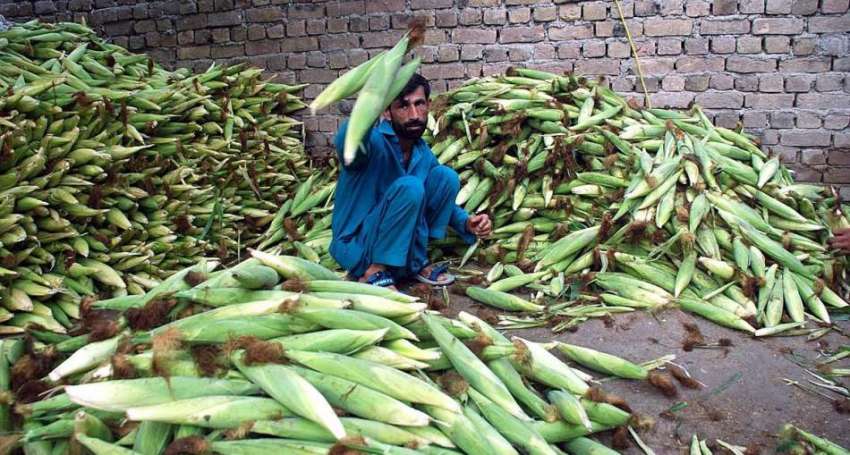 پشاور: دکاندار فروخت کے لیے چھلیاں چھانٹی کر رہاہے۔
