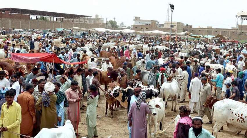 حیدر آباد: عید الاضحی کی آمد کے موقع پر مویشی منڈی میں خریداروں ..