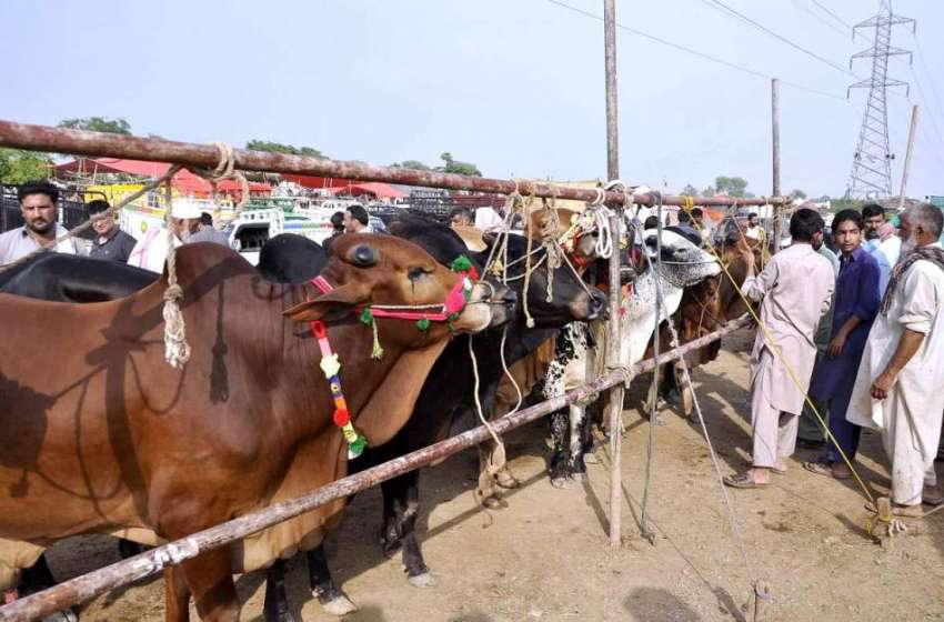اسلام آباد: عیدالاضحی کی آمد کے موقع پر مویشی منڈی میں لائے ..