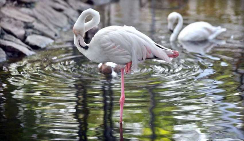 راولپنڈی: ایوب پارک میں پرندے پانی میں دلکش منظر پیش کر رہے ..