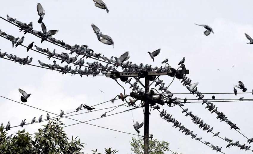 لاہور: کبوتروں کا جھنڈ بجلی کی تاروں پر بیٹھا ہے۔