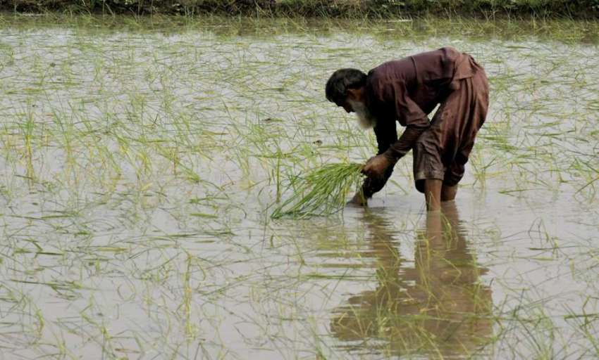 لاہور: نواحی گاؤں میں کسان مونجی لگا رہاہے۔