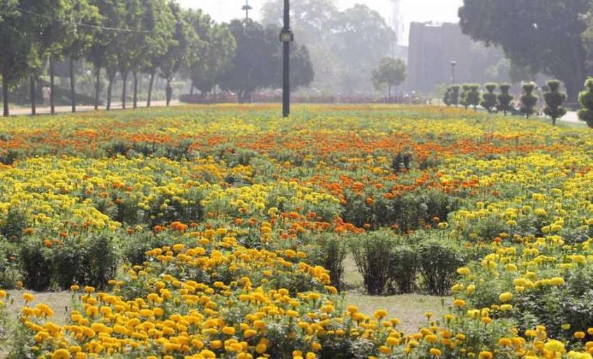 لاہور: جیلانی پارک میں رنگ برنگے پھول خوبصورت منظر پیش کر ..
