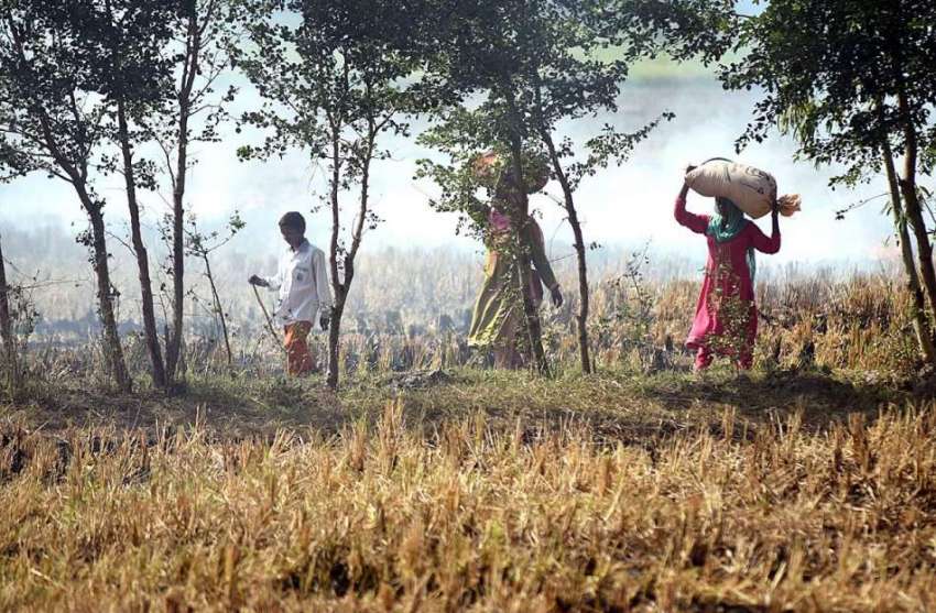 لاہور: کسان خواتین چاول کی فصل کٹائی کے بعد اٹھائے لیجا رہی ..
