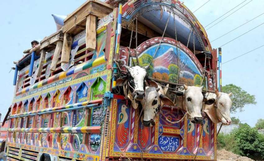 راولپنڈی: عیدالاضحی کی آمد کے موقع پر قربانی کے جانور مویشی ..