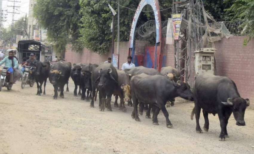 لاہور: شہر میں جانور رکھنے پر پابندی کے باوجود بھینسیں سڑک ..
