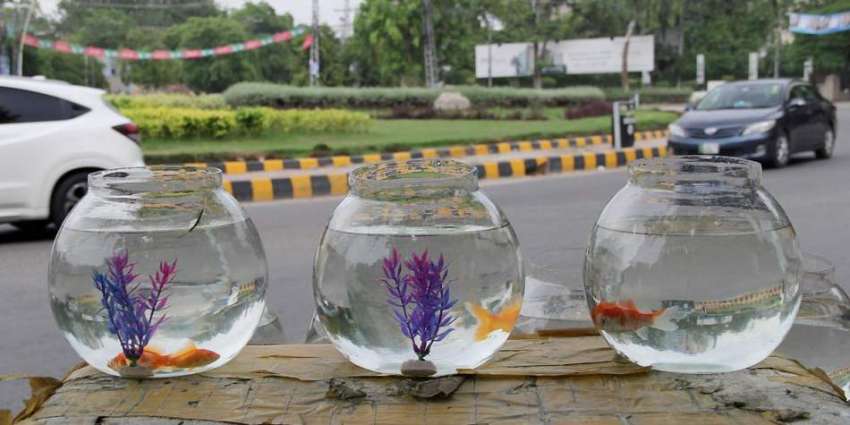 لاہور: لبرٹی چوک میں ایک شخں نے مچھلیاں فروخت کرنے کے لیے ..