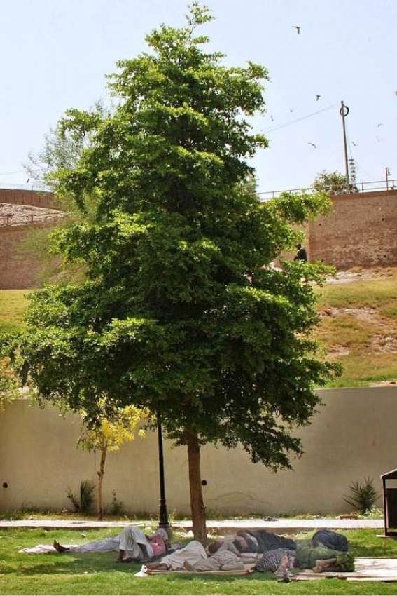 ملتان: شہری گرمی اور دھوپ کی شدت سے بچنے کے لیے درخت کے سائے ..