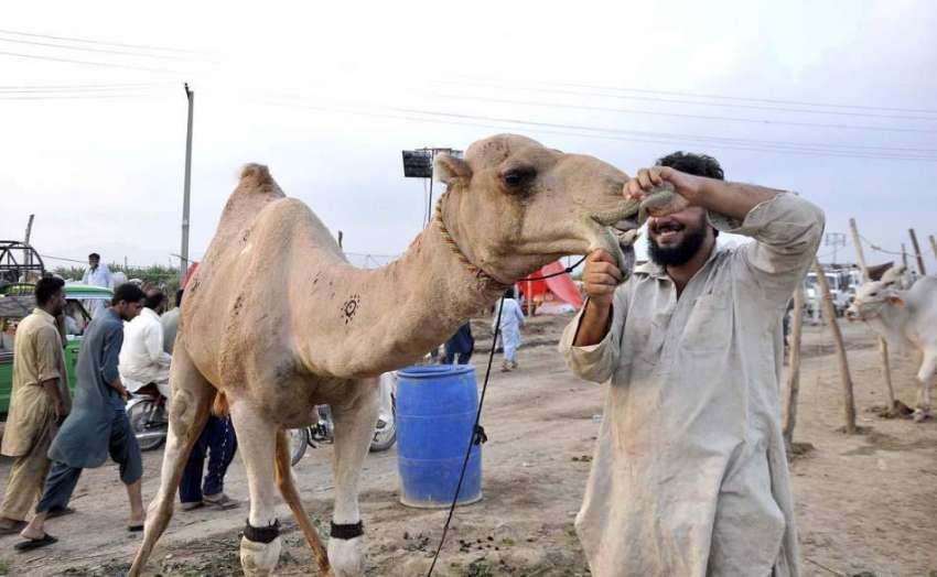 اسلام آباد: بیوپاری عیدالاضحی کی آمد کے موقع پر مویشی منڈی ..