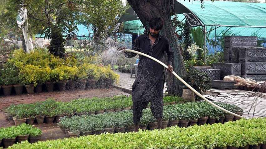 اسلام آباد: مزدور نرسری میں پودوں کو ترو تازہ رکھنے کے لیے ..