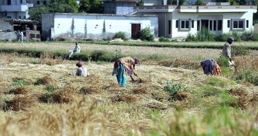 اسلام آباد: کسان کھیت سے ہارویسٹر کے ذریعے کٹائی کے بعد گندم ..