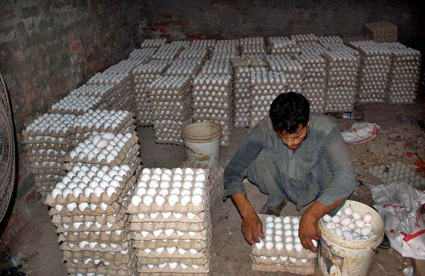 فیصل آباد: مزدور پولٹری فارم میں مرغیوں کے انڈے جمع کررہا ..