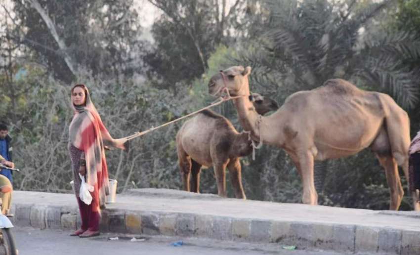 لاہور: خانہ بدوش خاتون اونٹی کا دودھ فروخت کرنے کے لیے سڑک ..