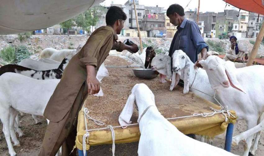 راولپنڈی: عید قربان کے لیے مویشی منڈی میں لائے گئے بکروں ..