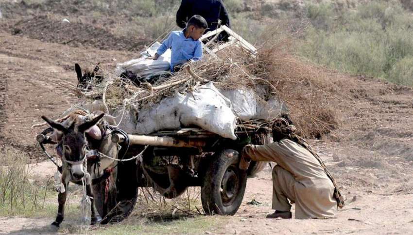 راولپنڈی: خانہ بدش شخص چولہا جلانے کے لیے خشک لکریاں جمع ..
