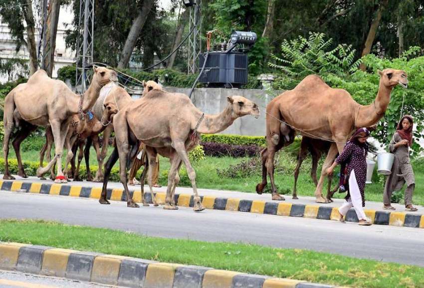 راولپنڈی: راولپنڈی: اونٹھنی کا دودھ فروخت کرنیوالی خانہ ..