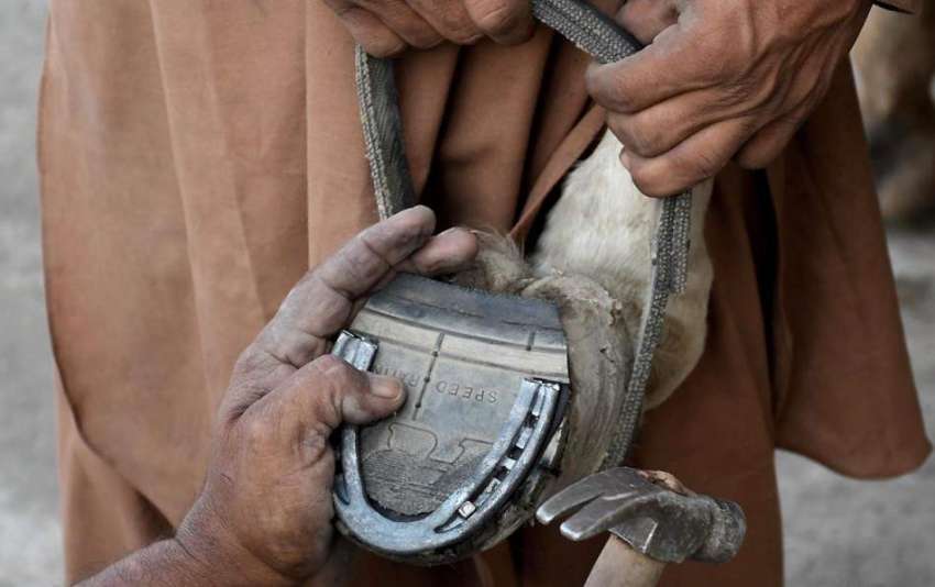 راولپنڈی: ایک کاریگر گھوڑے کے پاؤس پھسلنے سے بچنے کے لیے ..