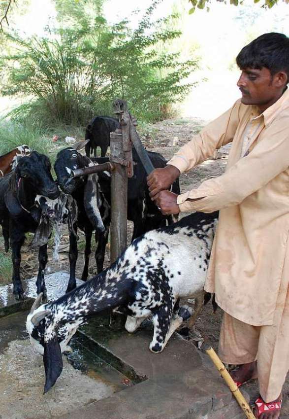 فیصل آباد: گرمی اور پیاس کی شدت کم کرنے کے لیے بکرے پانی پی ..