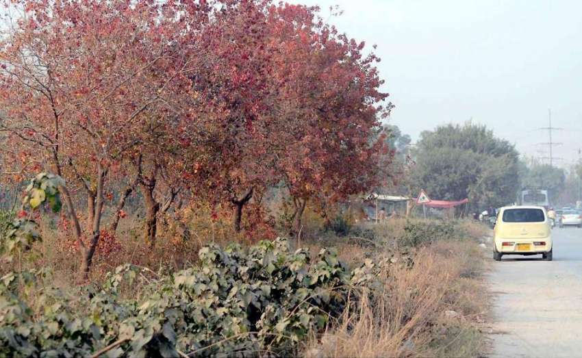 اسلام آباد: بدلتے موسم کے ساتھ رنگ برنگے درخت خوبصورت منظر ..