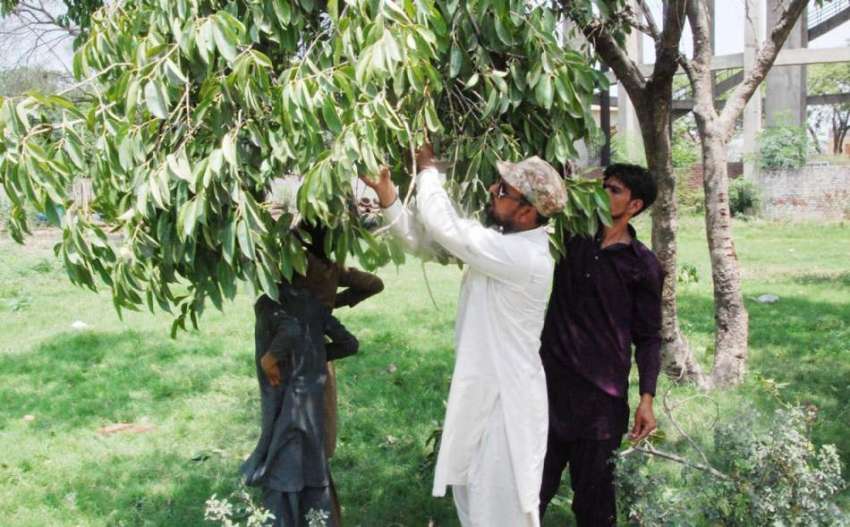 لاہور: نوجوان درخت سے جام توڑ رہا ہے۔