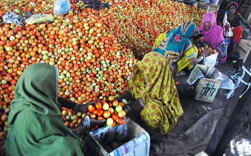 حیدر آباد: محنت کش خواتین ٹماٹر پیٹیوں میں پیک کر رہی ہیں۔