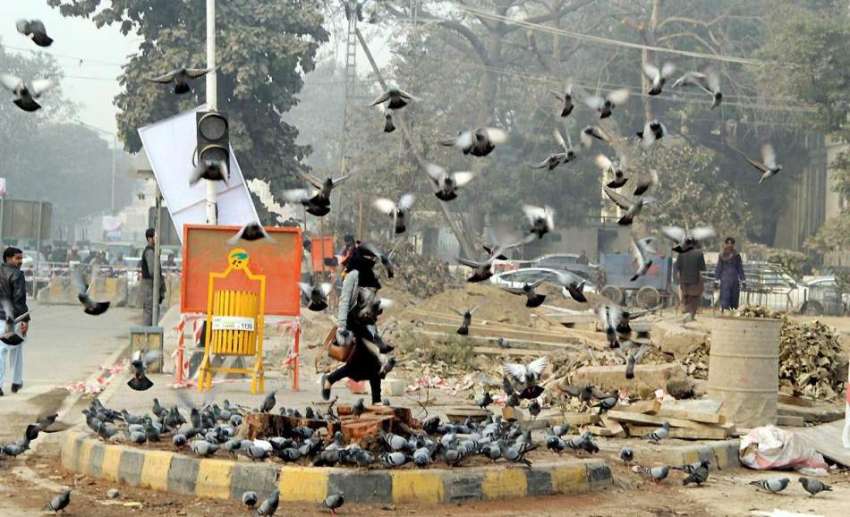 لاہور: جی پی او چوک میں کبوتر دانہ چگنے کے بعد پرواز کر رہے ..