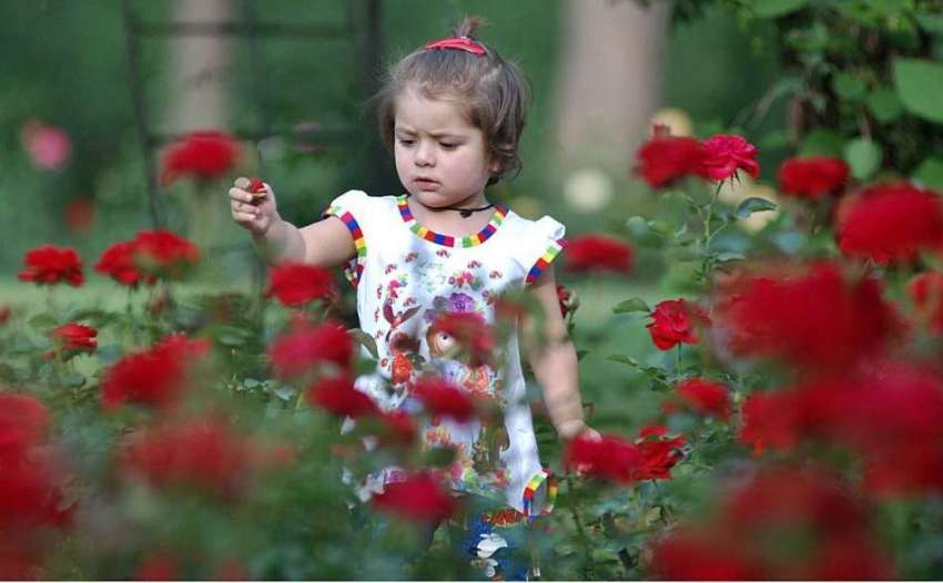 اسلام آباد: ایک کمسن بچی پھول توڑ رہی ہے۔