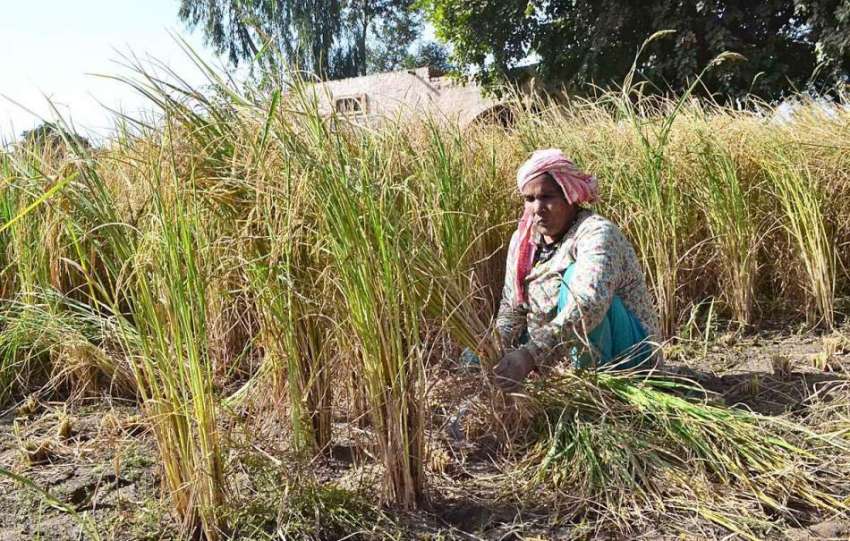 سرگودھا: کسان خاتون چاول کی فصل کاٹ رہی ہے۔