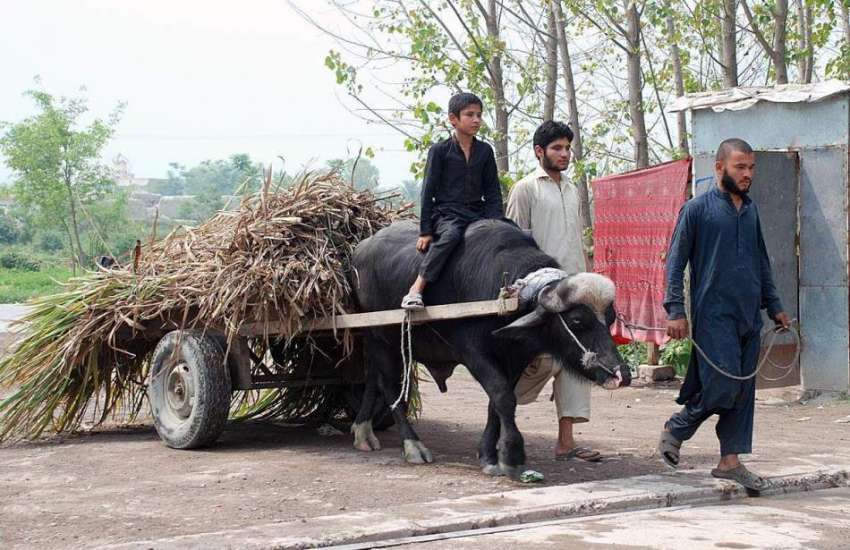 پشاور: کسان بیل گاڑی پر جانوروں کا چارہ لادھے جا رہا ہے۔