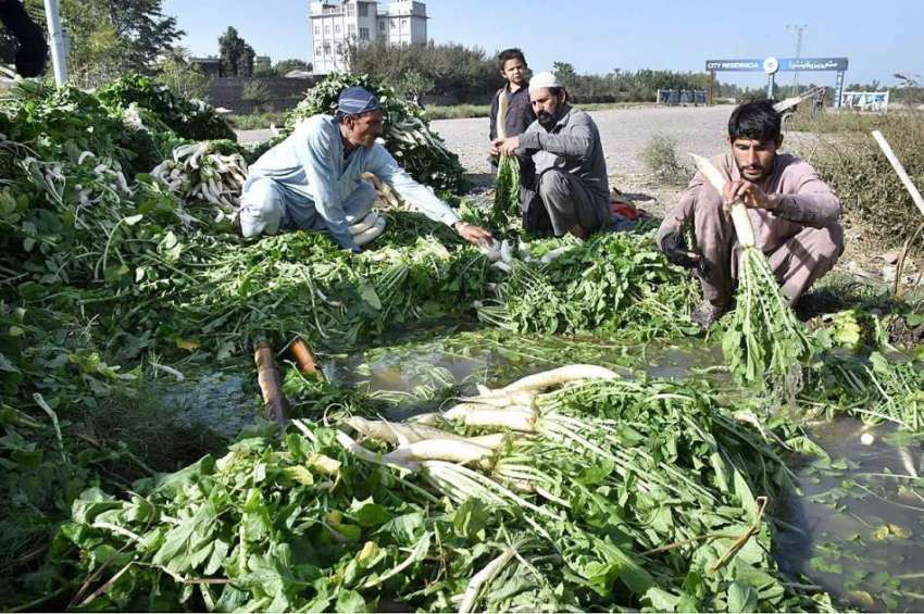 پشاور: کسان سبزی منڈی میں سپلائی سے قبل مولیاں دھو رہے ہیں۔