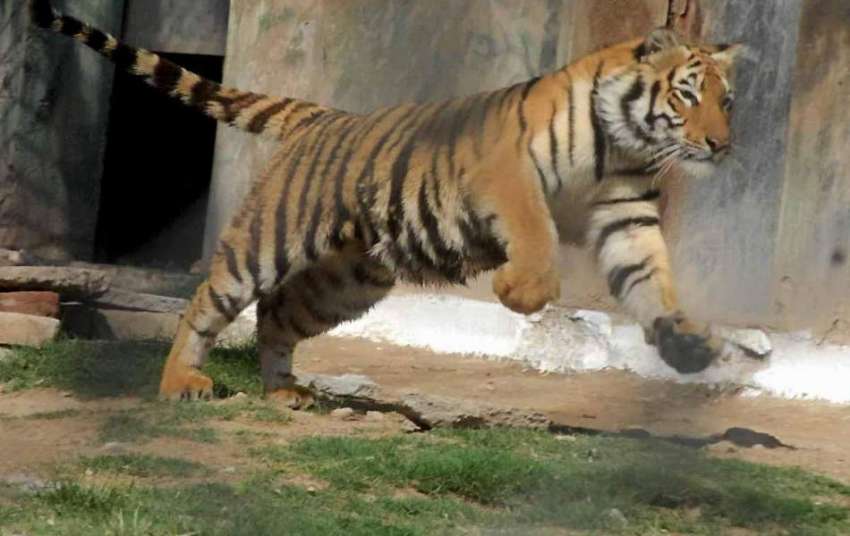 راولپنڈی: ایوب پارک میں رکھا گیا شیر دوڑ لگا کر تفری کے لیے ..