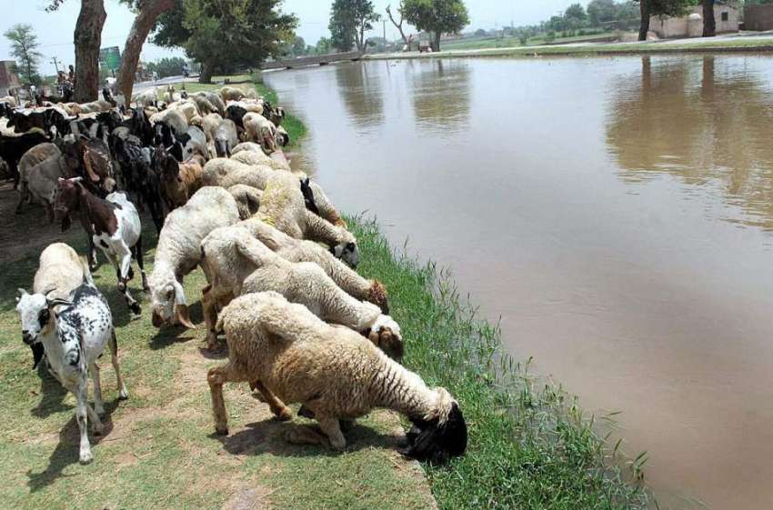 ملتان: بھیڑ بکریاں نو بہار کنال سے پانی پی رہی ہیں اور نہر ..