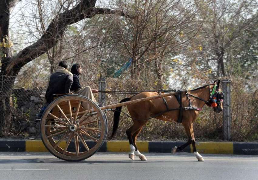 اسلام آباد: وفاقی دارالحکومت میں تانگے پر سوار شہری راول ..