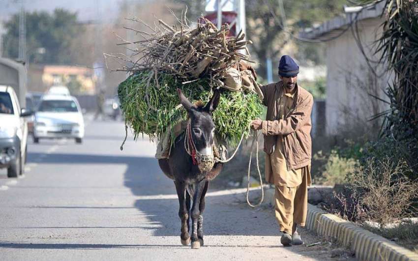 راولپنڈی: ایک شخص گدھے پر چارہ اور خشک لکڑیاں لادھے جار ہا ..