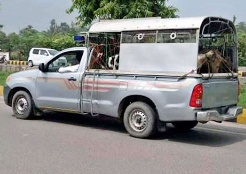 راولپنڈی: بغر نمبر پلیٹ پنجاب پولیس کی گاڑی جانور لوڈ کئے ..