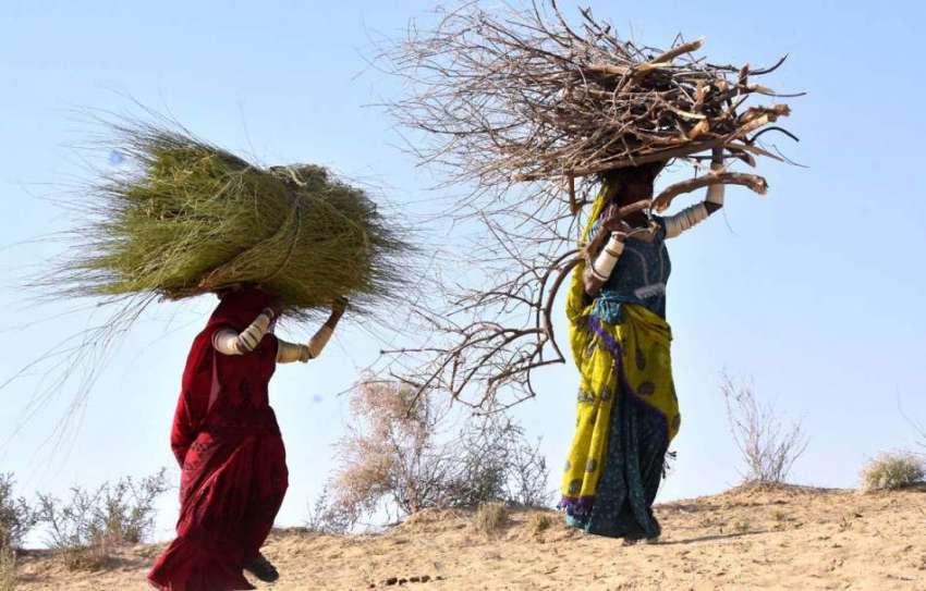 تھرپارکر: تھر کی مقامی خواتین بطور ایندھن استعمال کے لیے ..