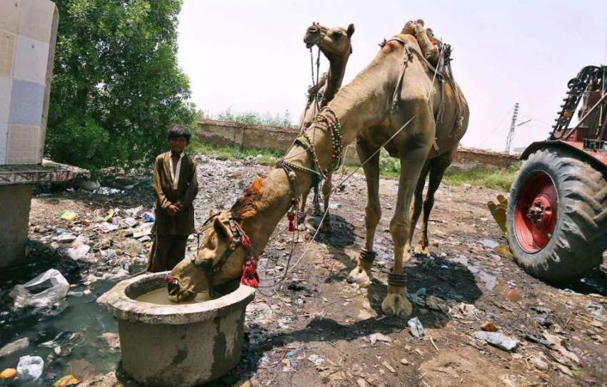 حیدر آباد: اونٹ پانی پی رہا ہے۔